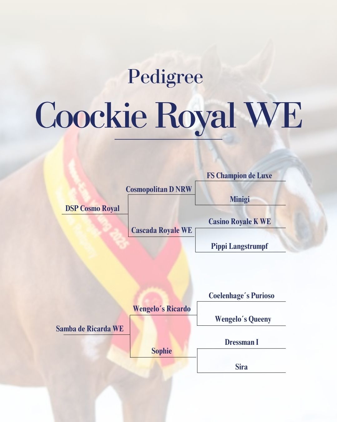Pedigree von Cookie Royal WE