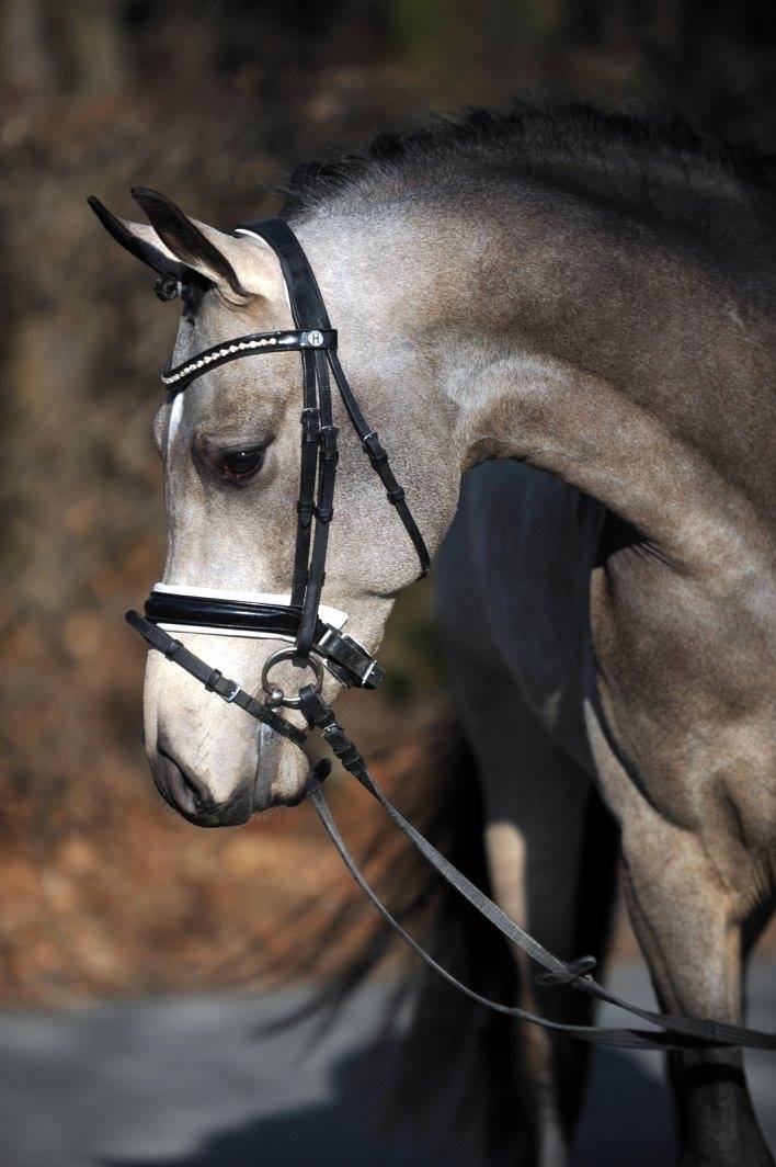 Golden Grey NRW