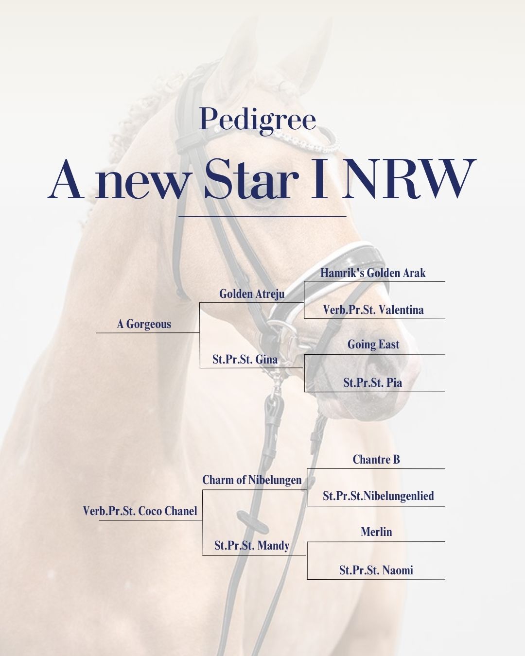 Pedigree von A New Star I NRW